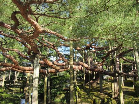 支柱で支えられた松の木