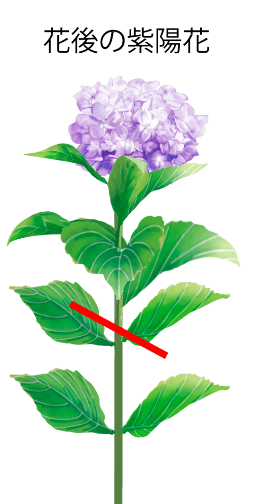 花後の紫陽花