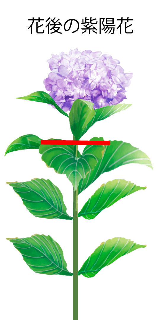 紫陽花の剪定の図解