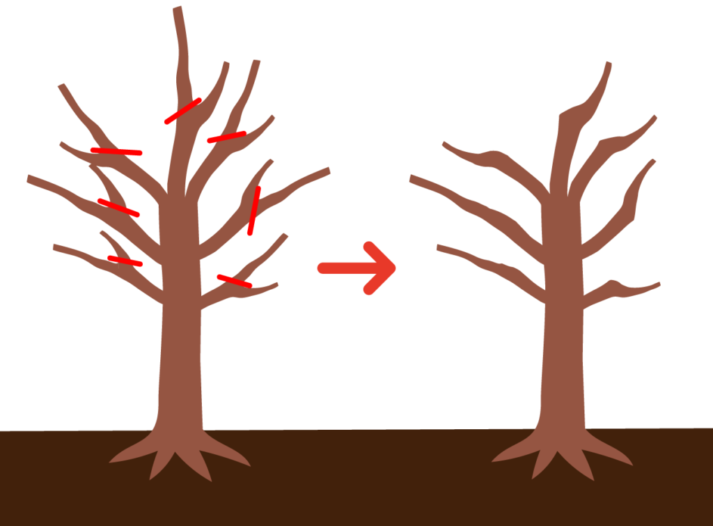 切り戻し剪定