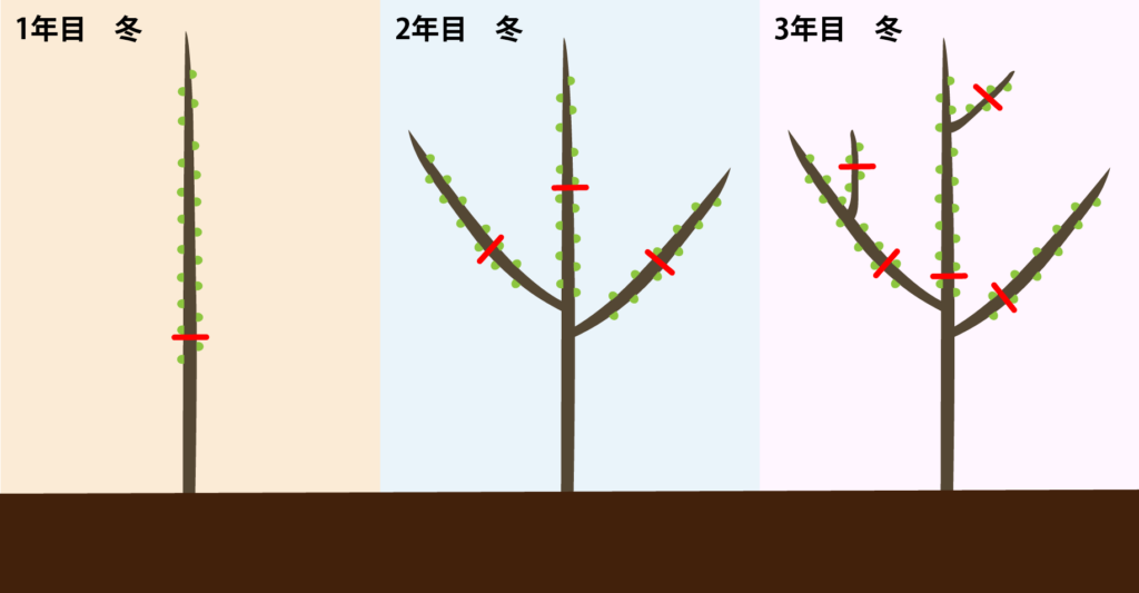 杯状仕立ての図解