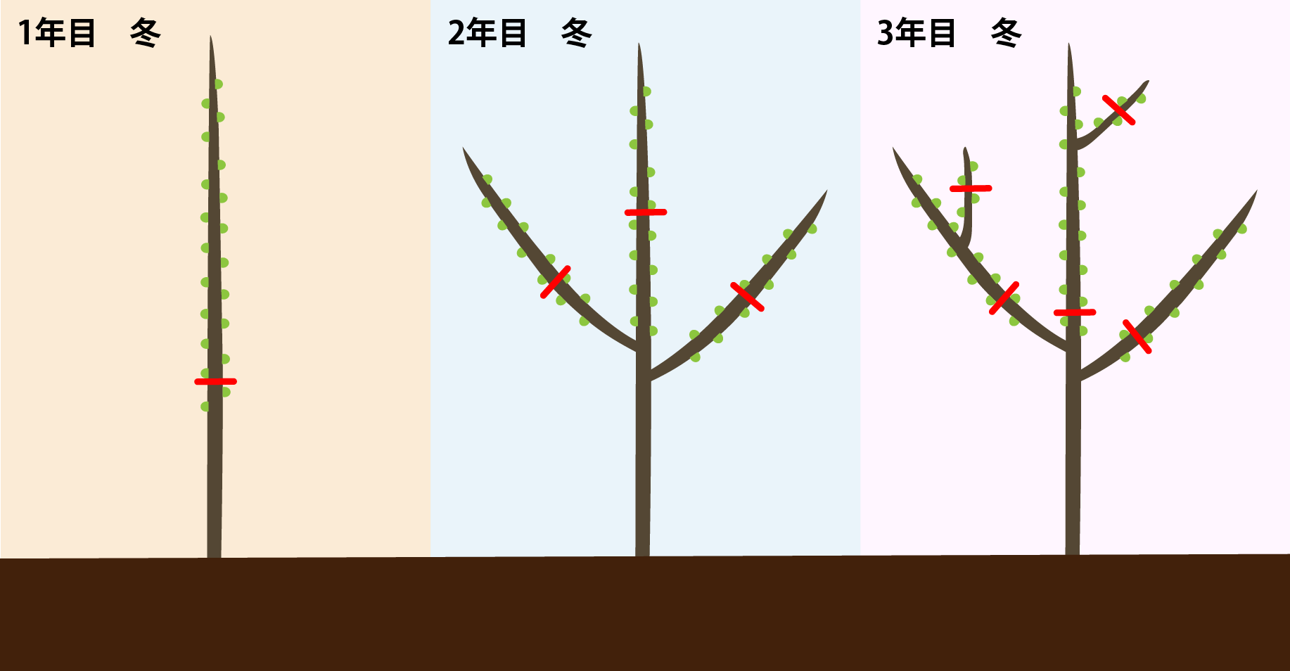 杯状仕立ての図解