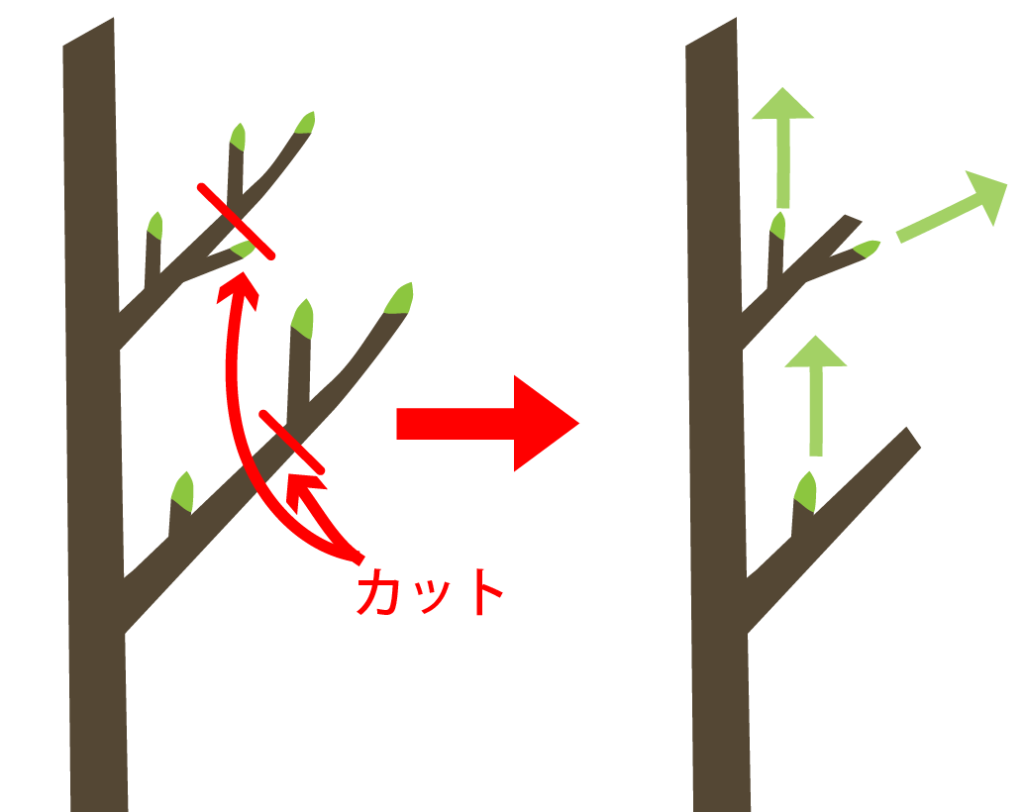 切り戻し剪定