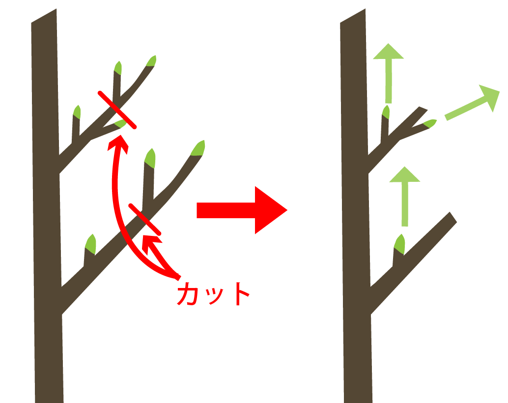 切り戻し剪定