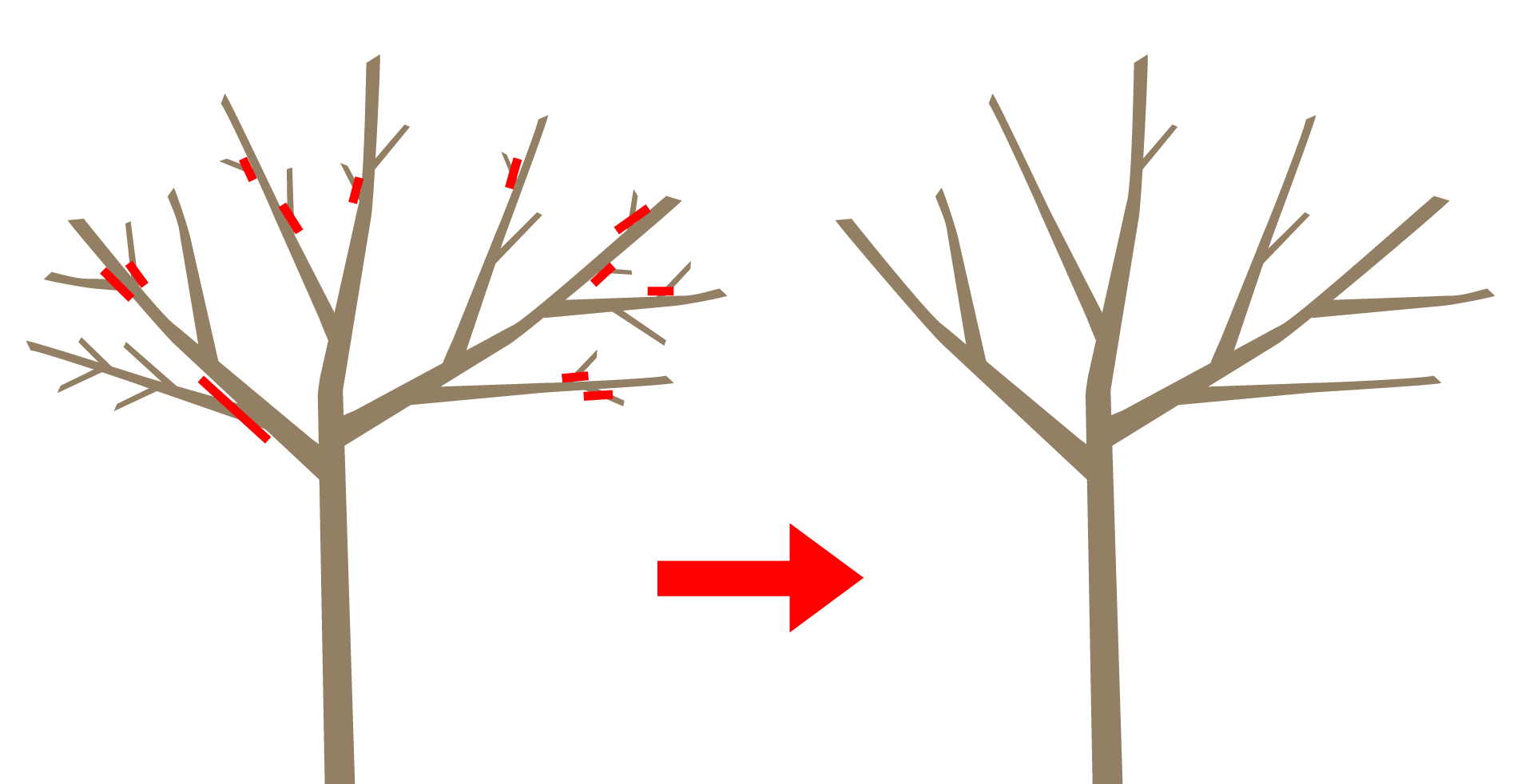 間引き剪定の図解