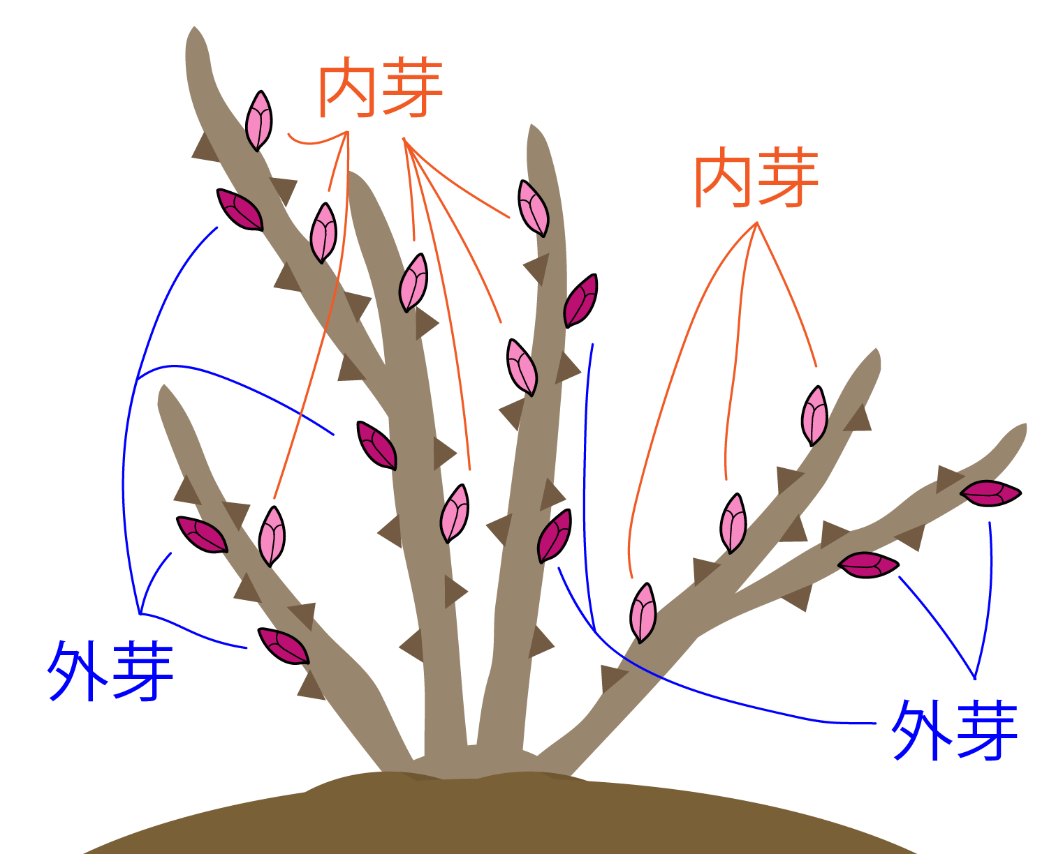 内芽と外芽