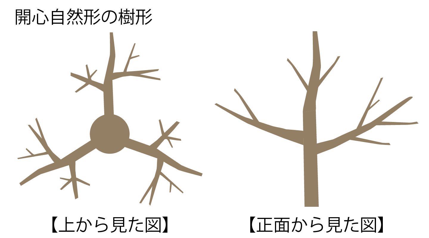 開心自然形の樹形