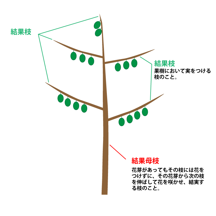 結果枝