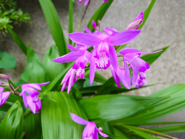 シランの花