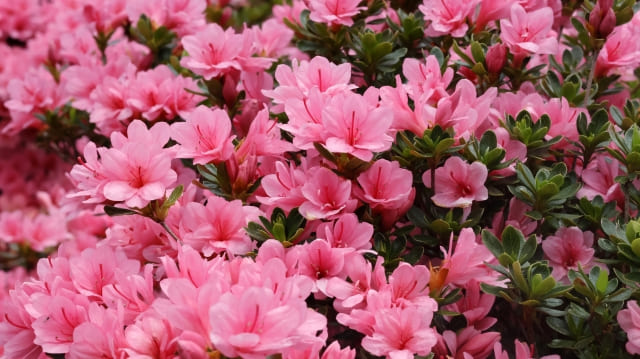 ツツジの花