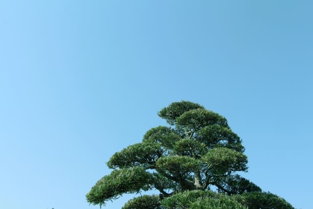 まきの木