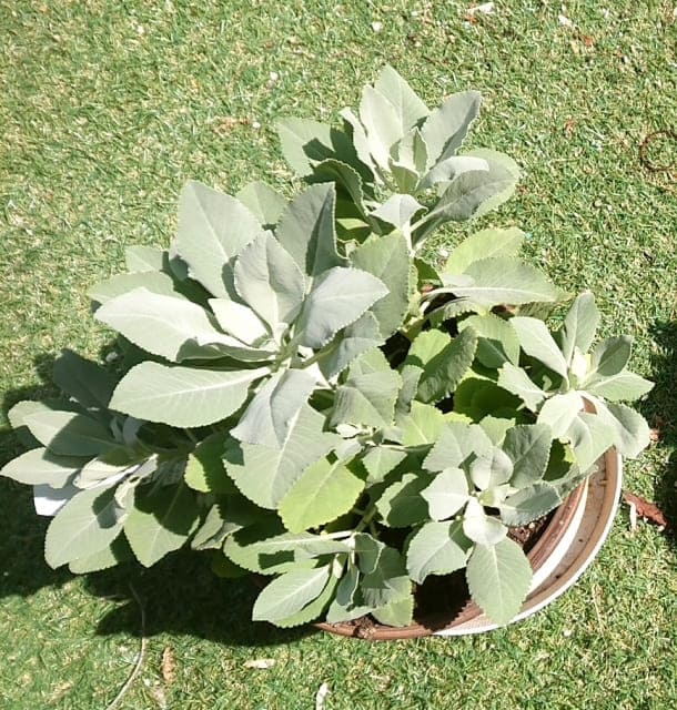 鉢植えのホワイトセージ