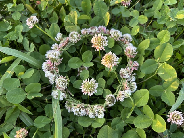 シロツメクサの花輪