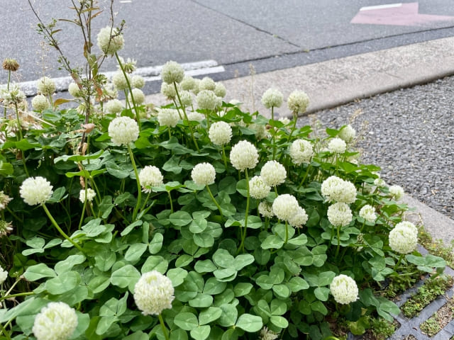 道端のシロツメクサ
