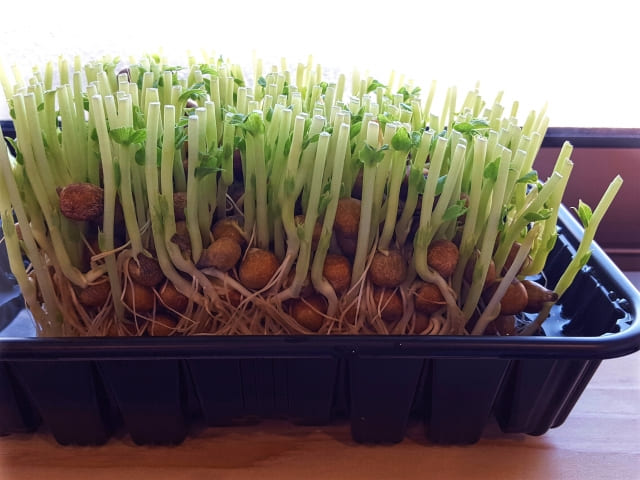 室内栽培の豆苗