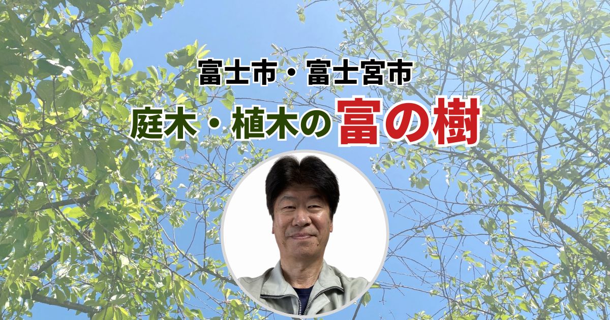 富の樹