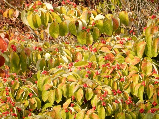 ハナミズキの赤い実