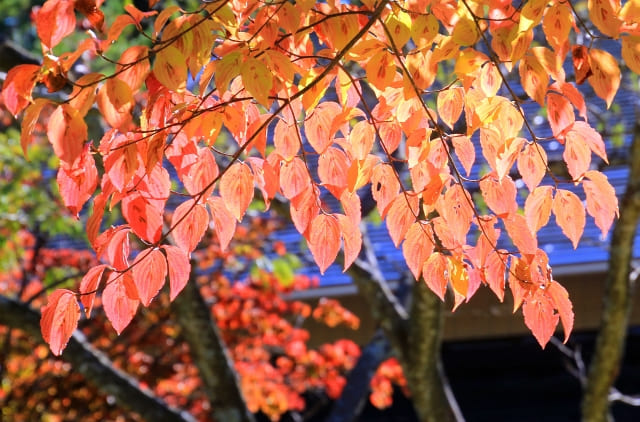 紅葉したハナミズキ