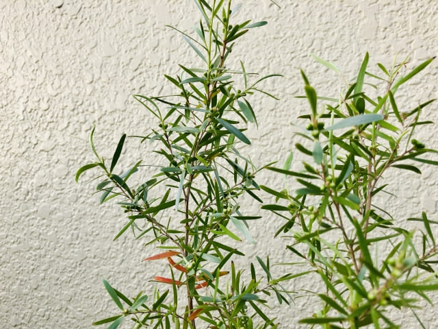 庭に植えたティーツリー