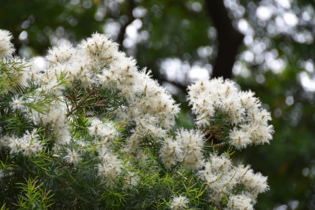 ティーツリーの花