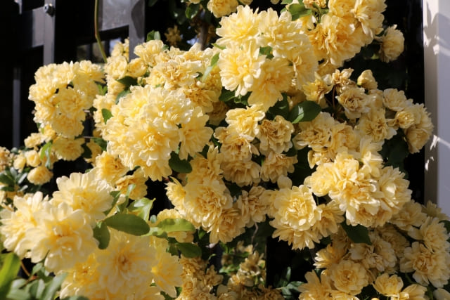 満開のモッコウバラ