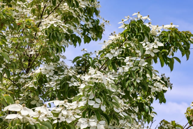 ヤマボウシの花