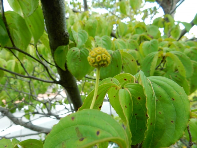 ヤマボウシの実