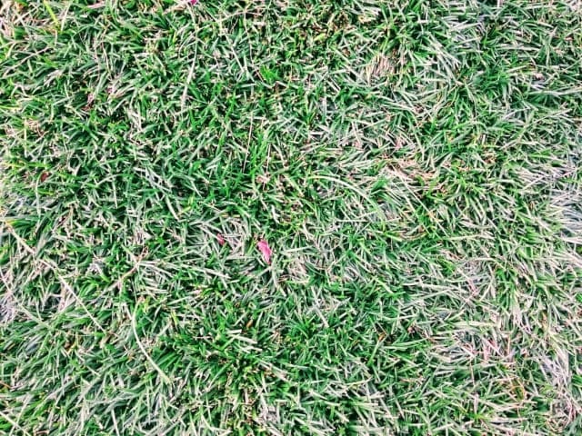 一部が枯れた玉竜